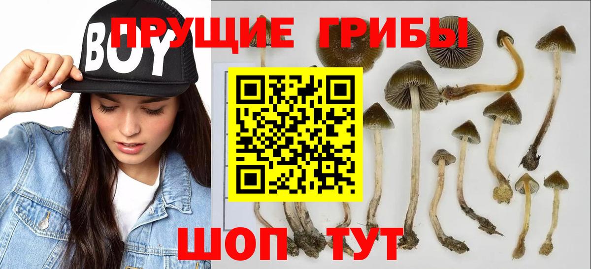 где найти   Галлюциногенные грибы мухоморы  Вход с VPN  Кимры  Галлюциногенные грибы GOLDEN TEACHER 